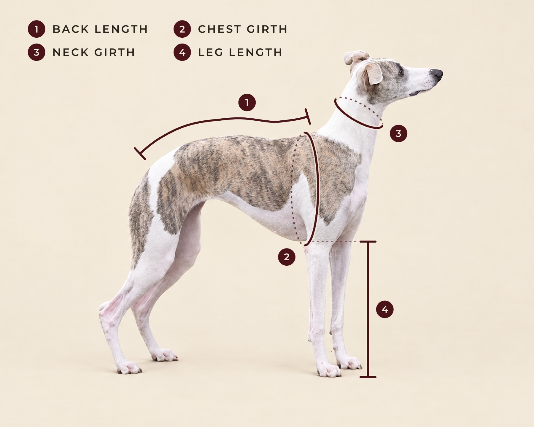 How to measure a dog for clothes: 1 - back length, 2 - chest girth, 3 - neck girth, 4 - leg length.